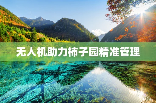 无人机助力柿子园精准管理