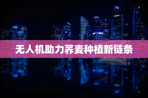 无人机助力荞麦种植新链条