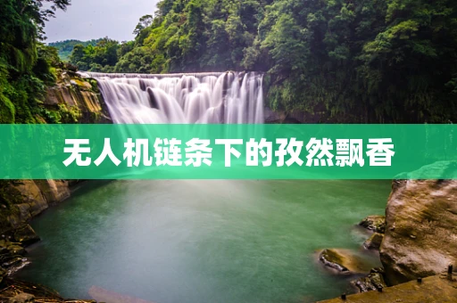 无人机链条下的孜然飘香