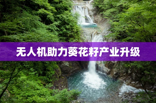 无人机助力葵花籽产业升级