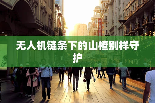 无人机链条下的山楂别样守护